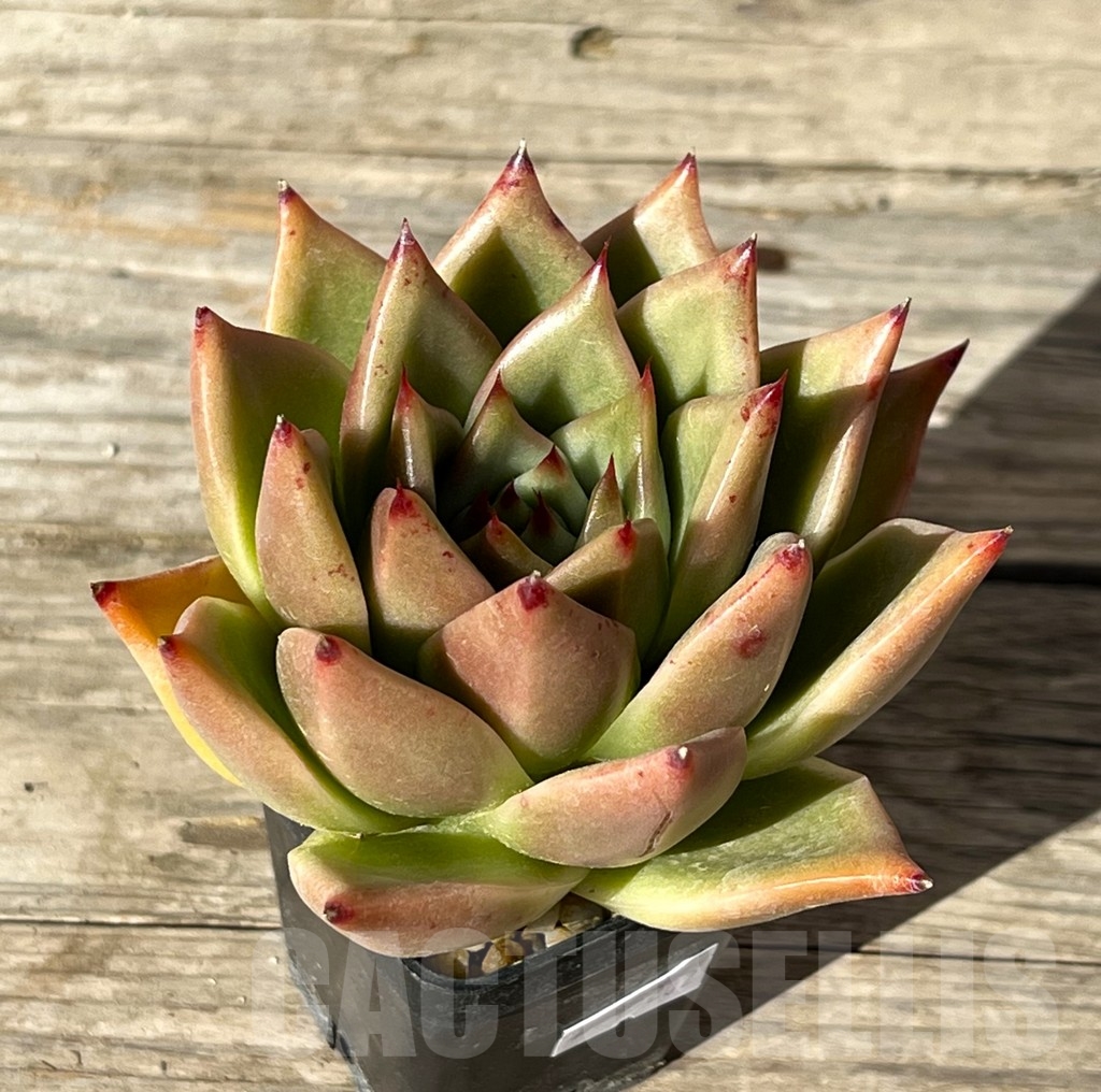 SHPR15202 Echeveria agavoides hybrid