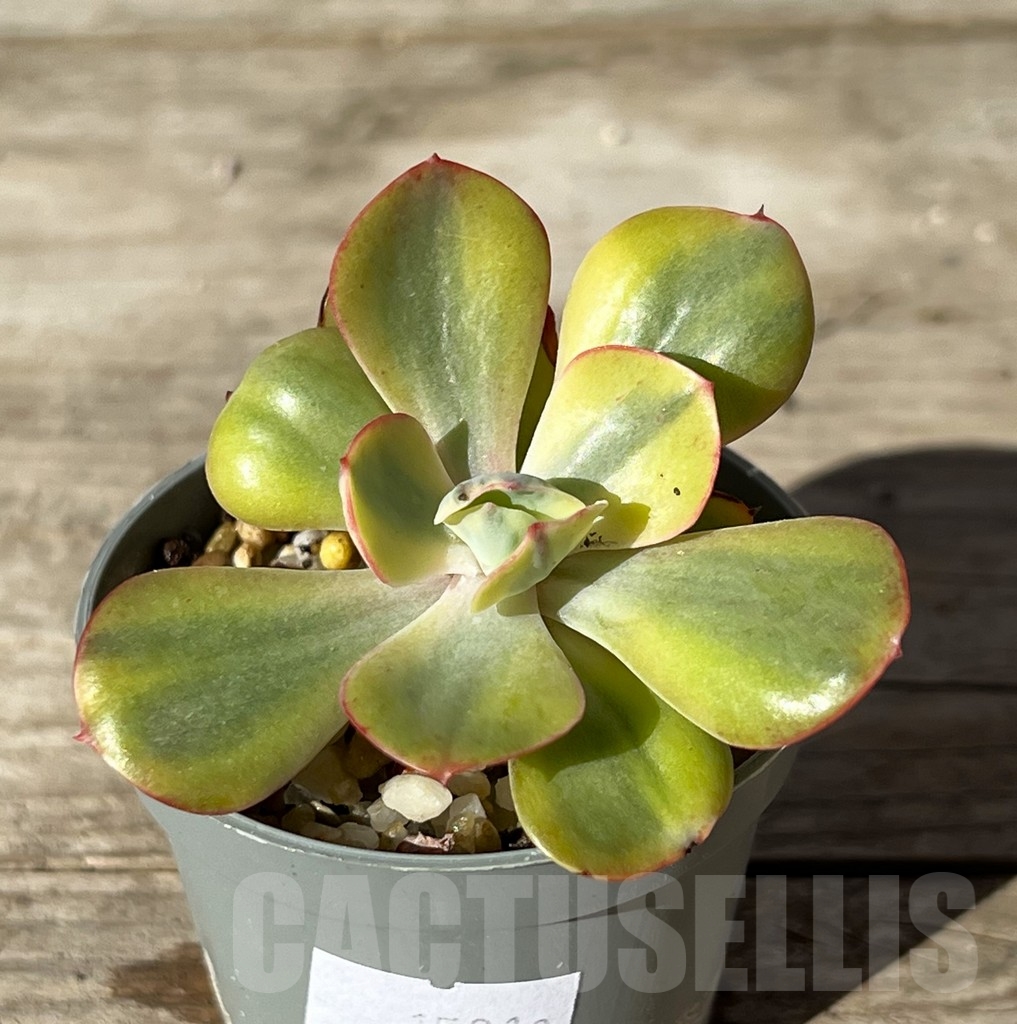 SHPR15210 Echeveria 'Winter Sunset'