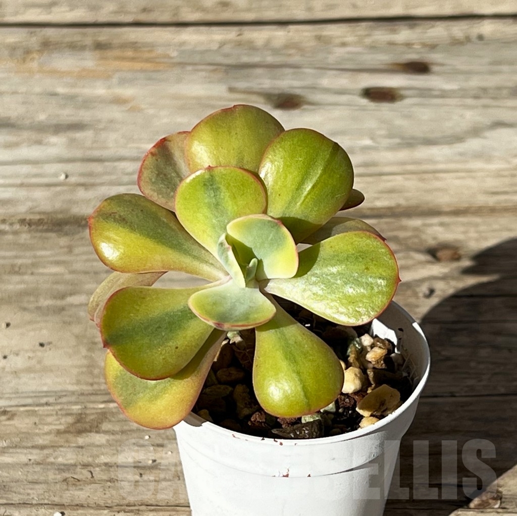 SHPR15211 Echeveria 'Winter Sunset', 2 heads