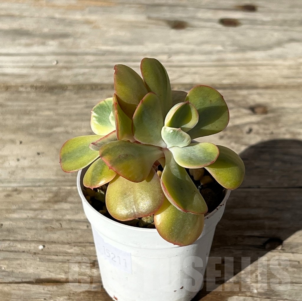 SHPR15211 Echeveria 'Winter Sunset', 2 heads - Image 2