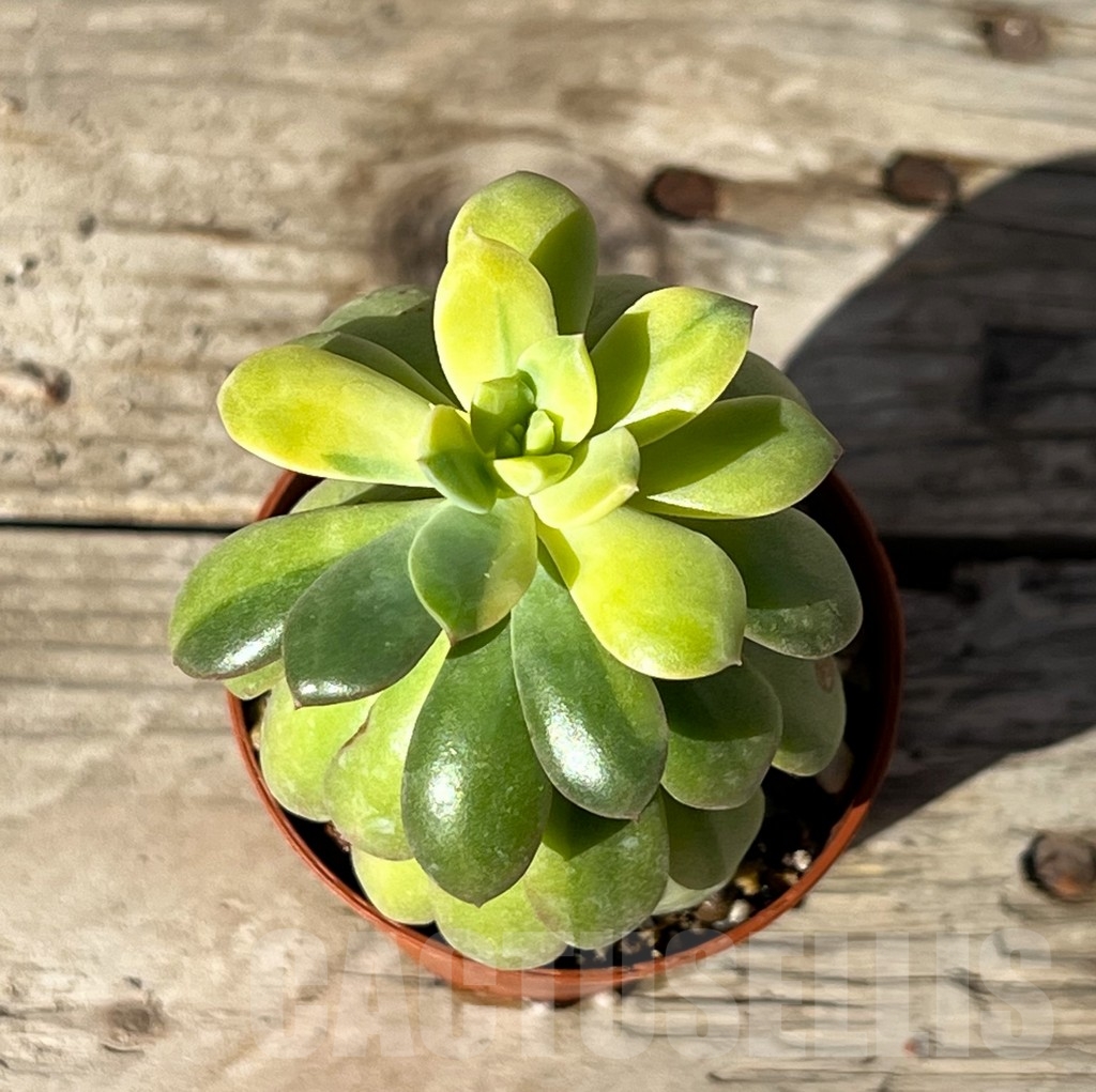 SHPR15212 Echeveria golden nugget f. variegata - Image 2