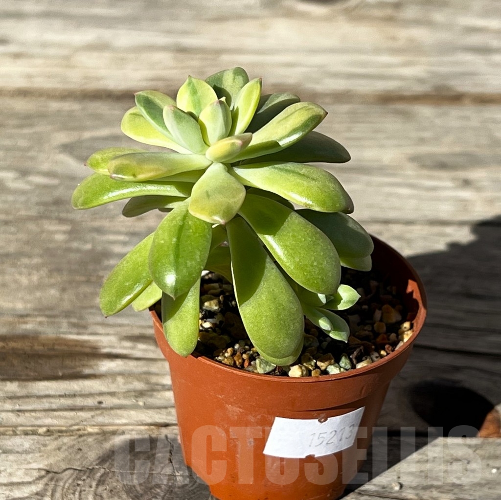 SHPR15213 Echeveria golden nugget f. variegata