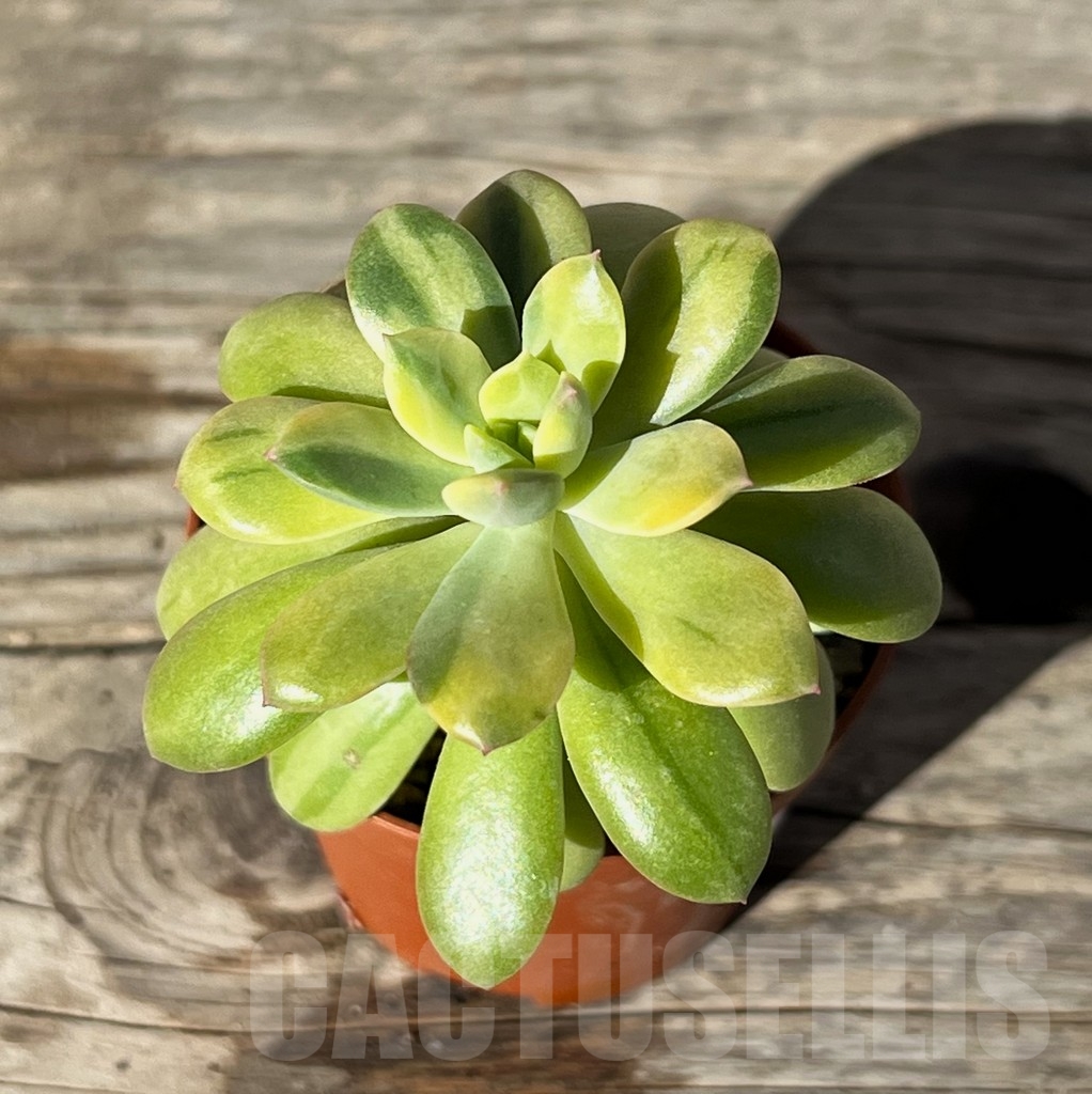 SHPR15213 Echeveria golden nugget f. variegata - Imagen 2