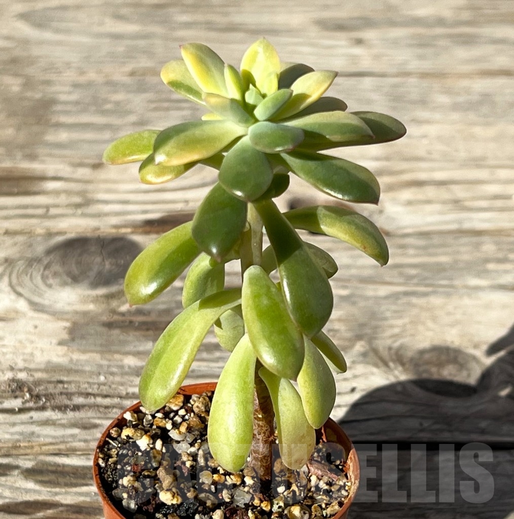SHPR15214 Echeveria golden nugget f. variegata