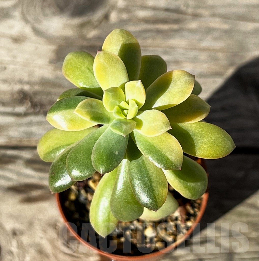 SHPR15214 Echeveria golden nugget f. variegata - Image 2