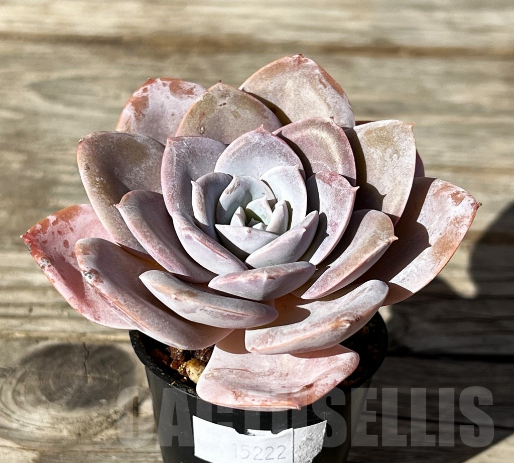 SHPR15222 Echeveria hybrid