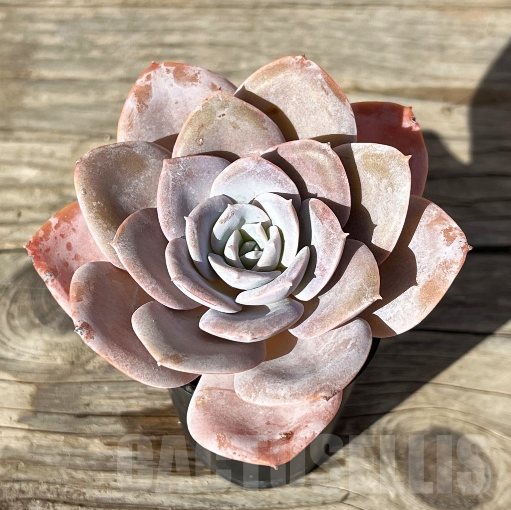 SHPR15222 Echeveria hybrid - Image 2