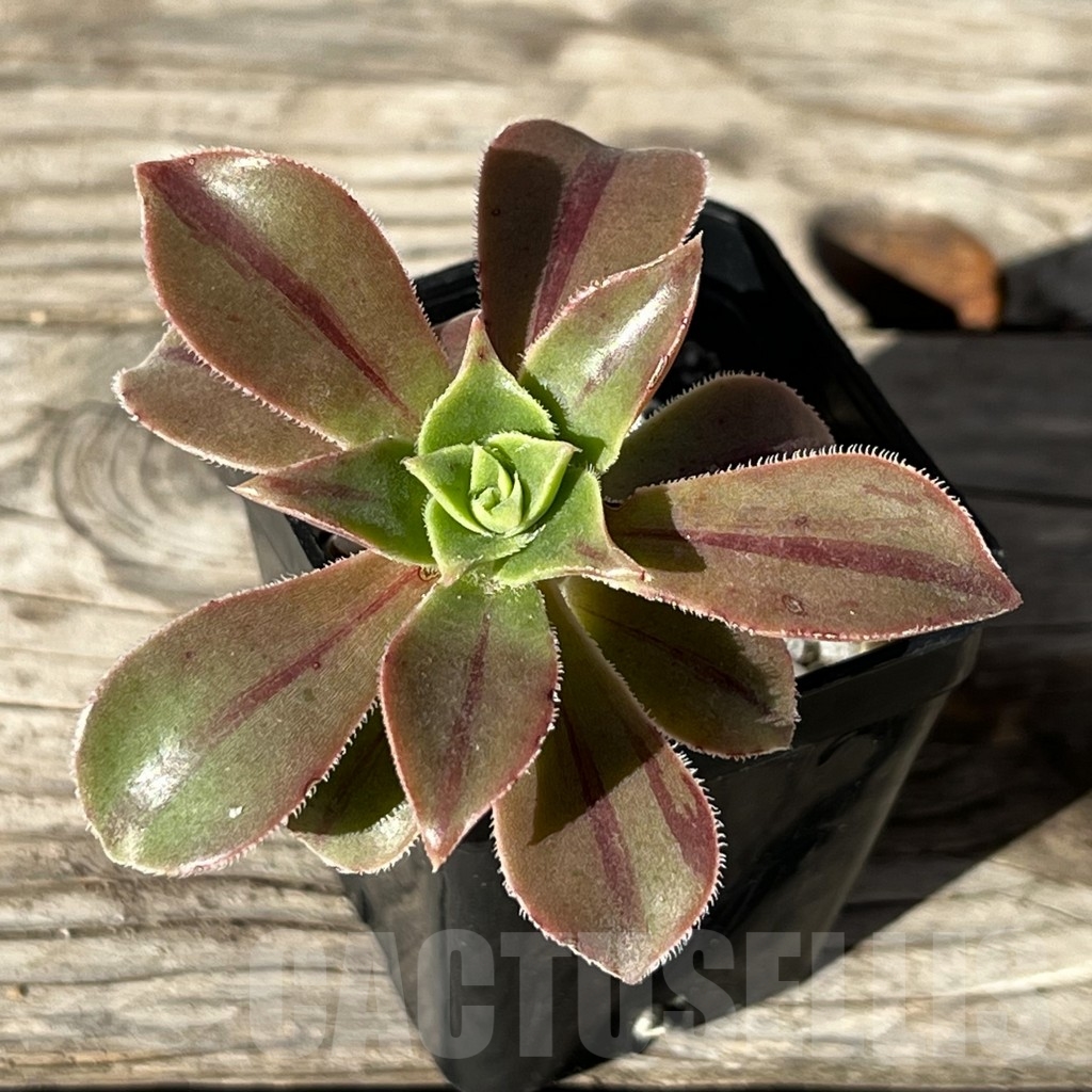 SHPR15226 Aeonium Leucoblepharum