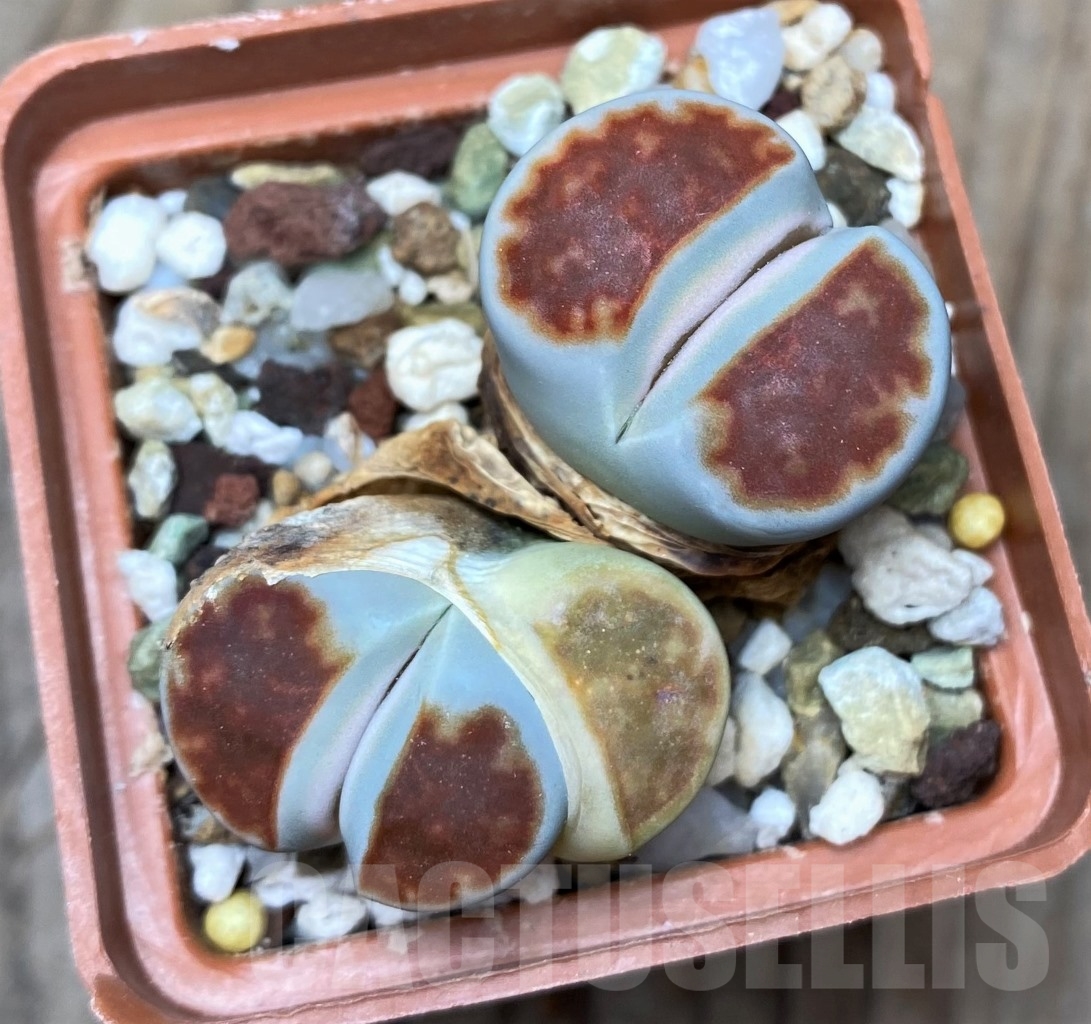 SHPR15137 Lithops karasmontana 'Lateritia' - Imagen 2