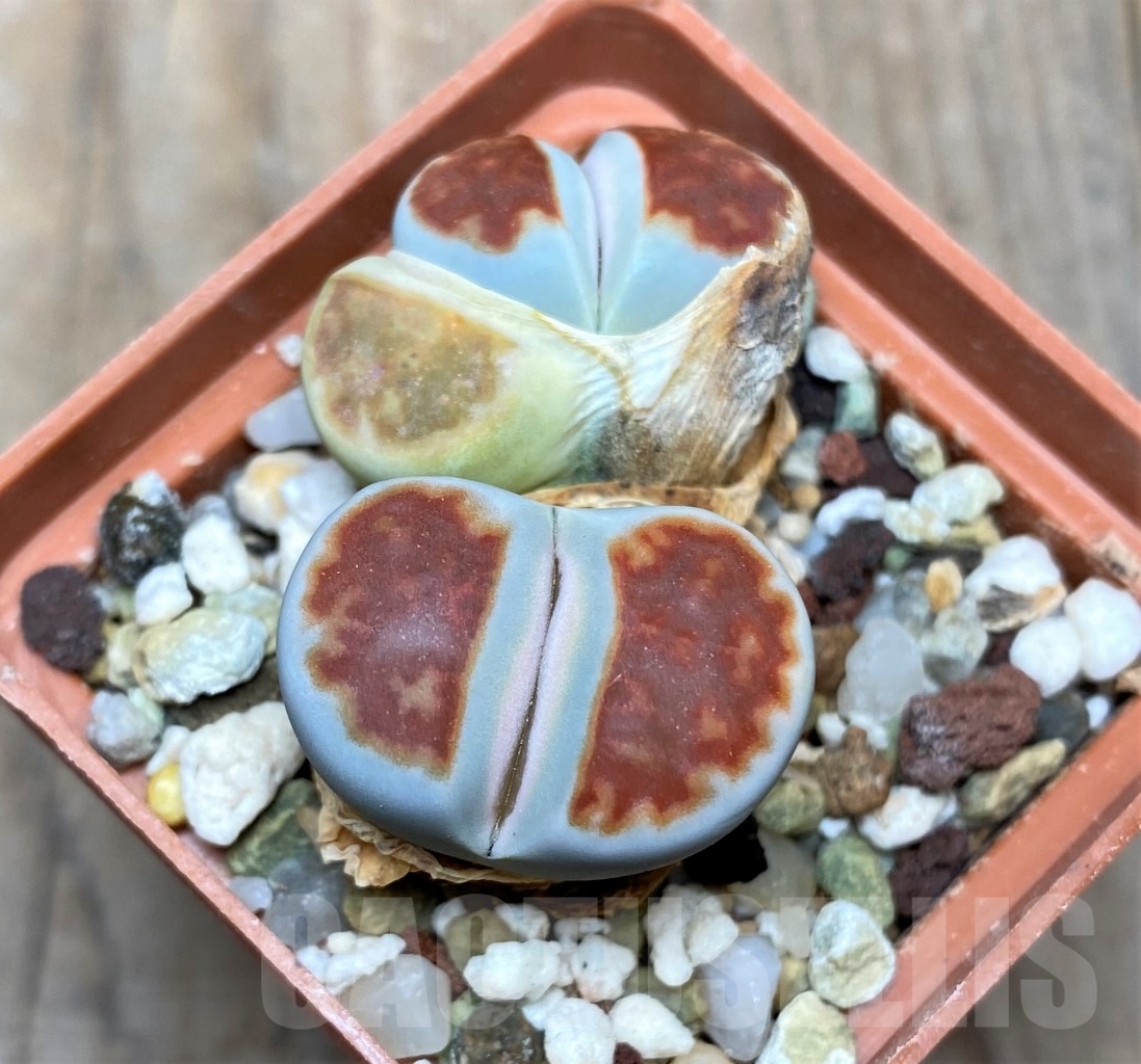 SHPR15137 Lithops karasmontana 'Lateritia'