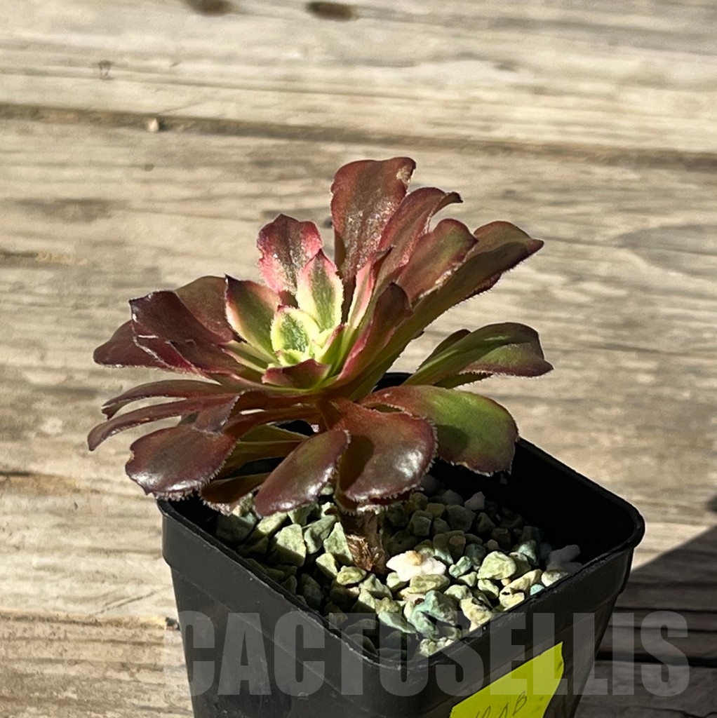 SHPR15233 Aeonium 'Mardi Gras' – Bild 2