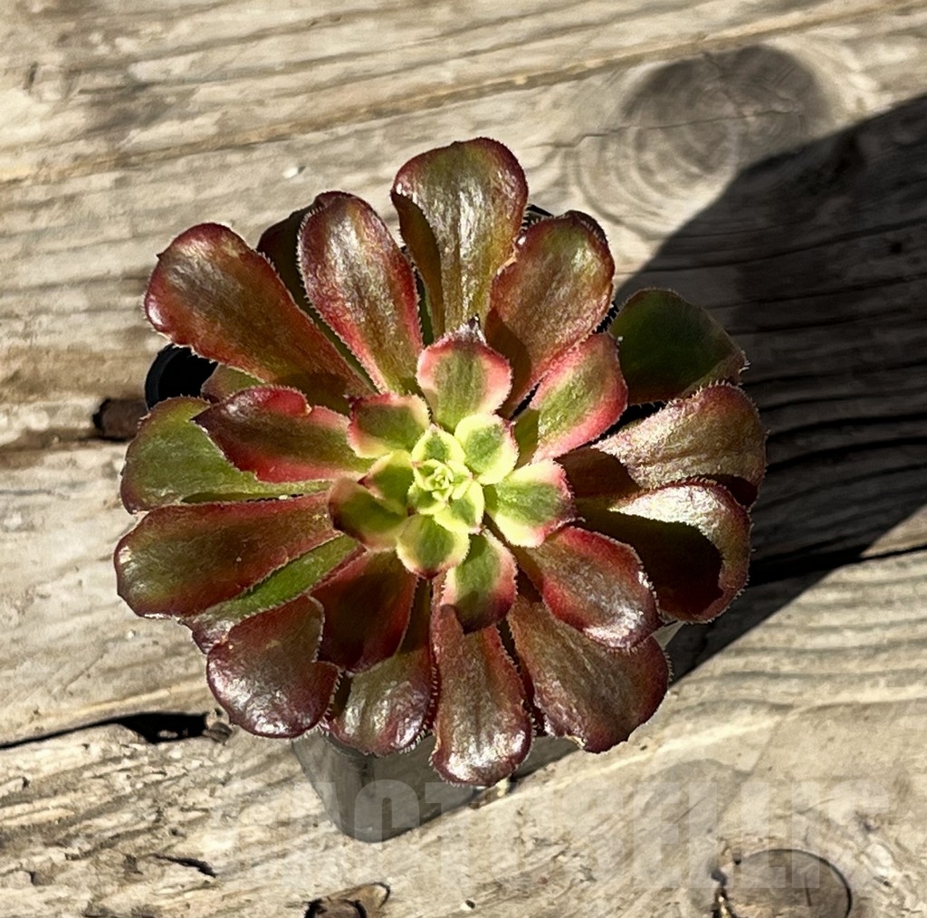 SHPR15233 Aeonium 'Mardi Gras'