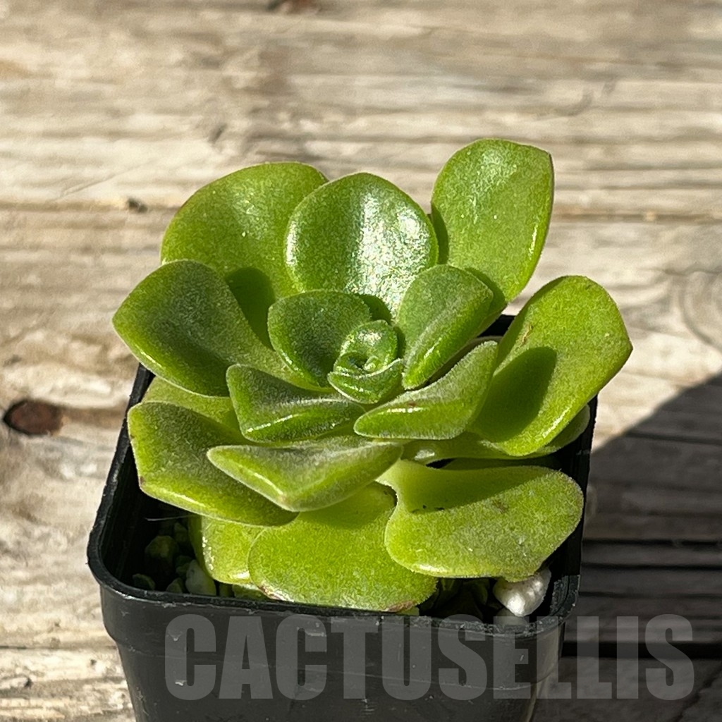 SHPR15234 Aeonium 'Lily Pad' – Image 2