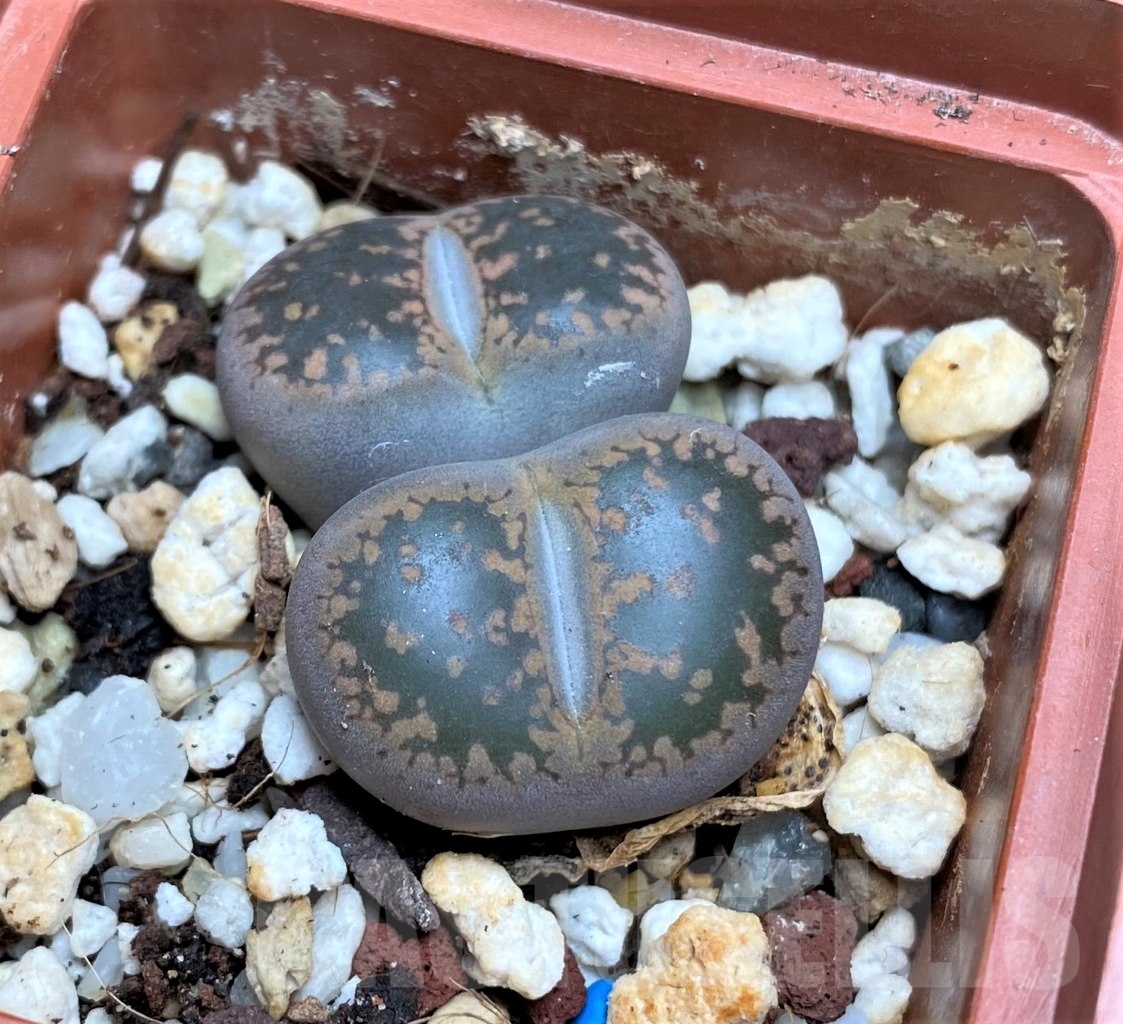 SHPR15141 Lithops aucampiae