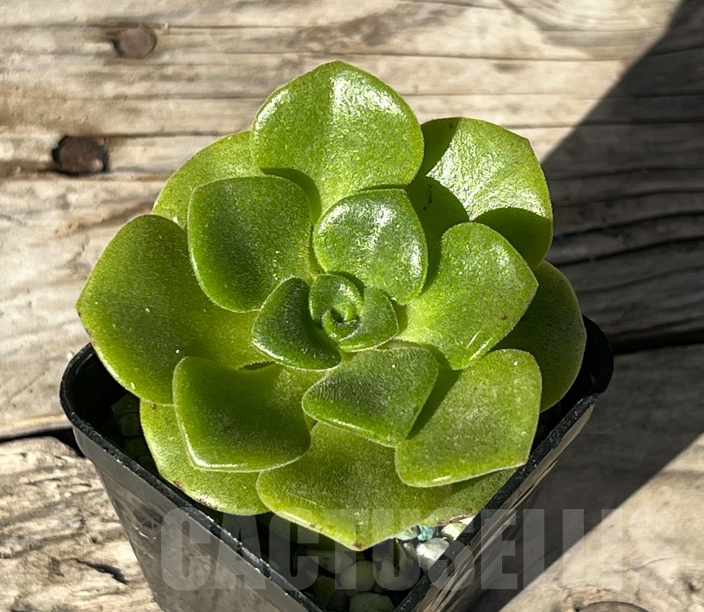SHPR15234 Aeonium 'Lily Pad'