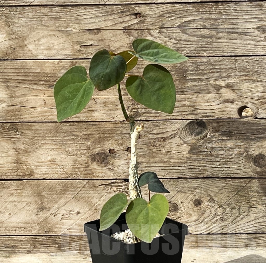 SHPR15247 Adenia stylosa - immagine 2