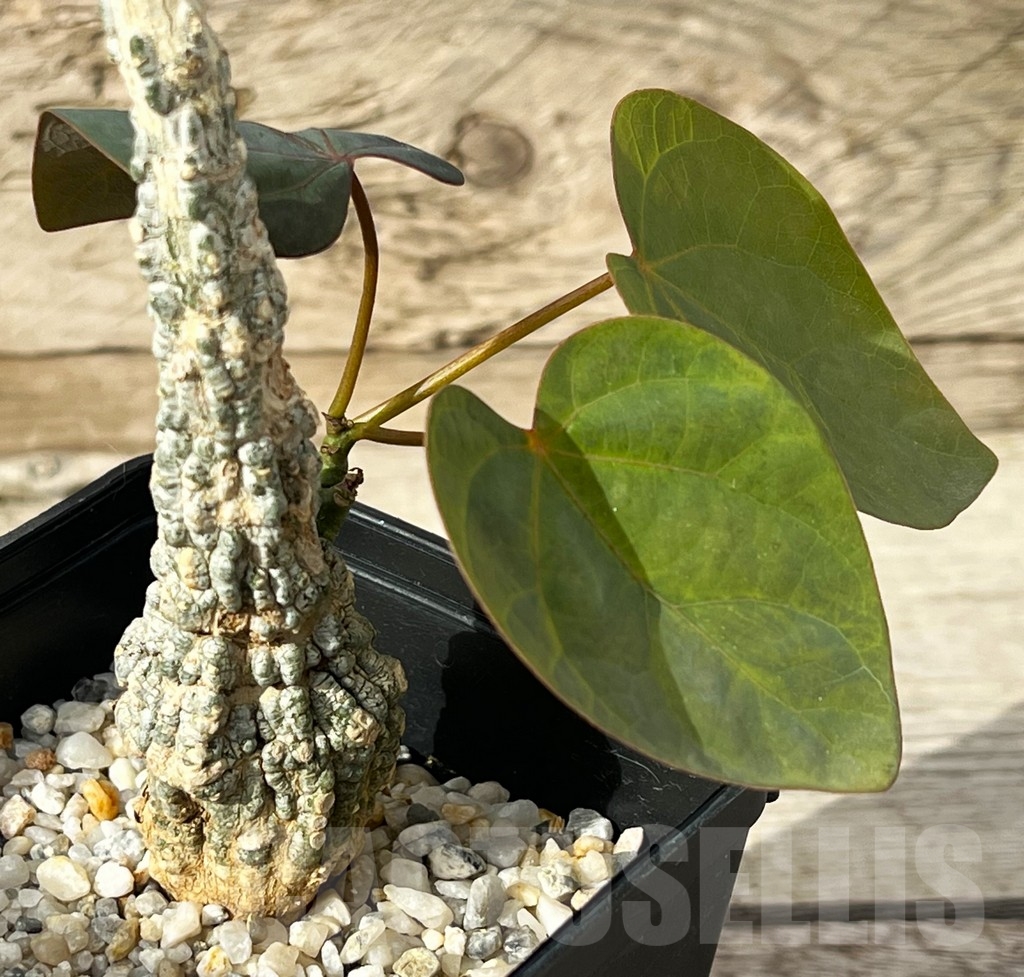 SHPR15247 Adenia stylosa