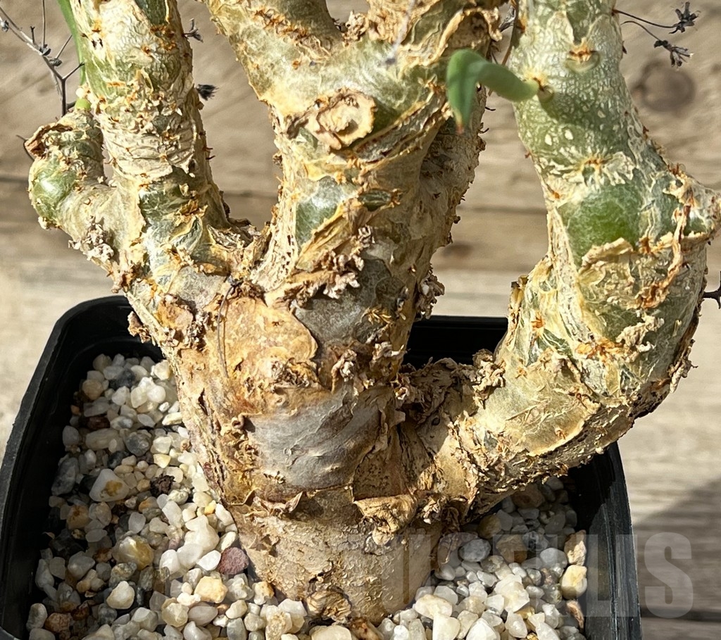 SHPR15248 Tylecodon reticulatus - Image 2