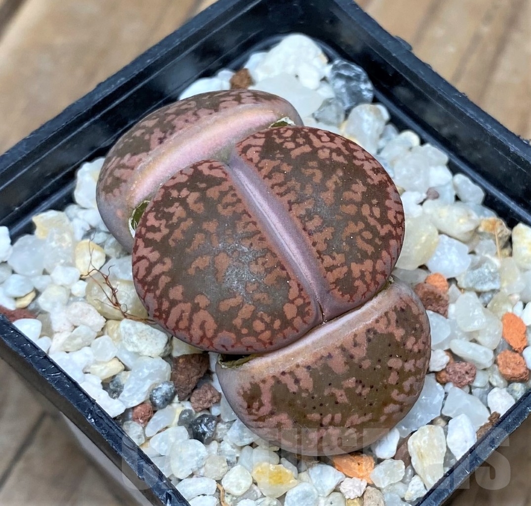 SHPR15145 Lithops aucampiae 'Rubrobrunneus'