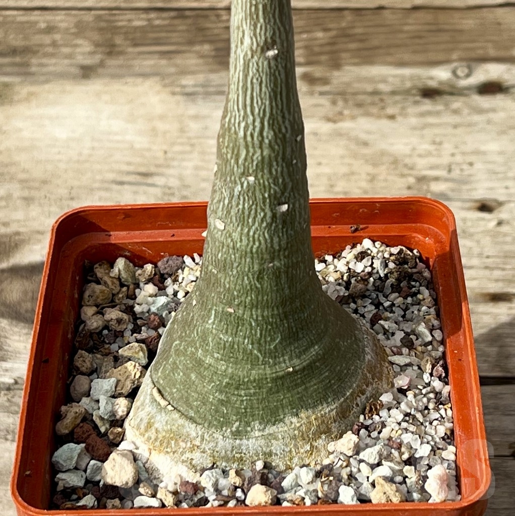 SHPR15249 Adenia glauca - Image 2