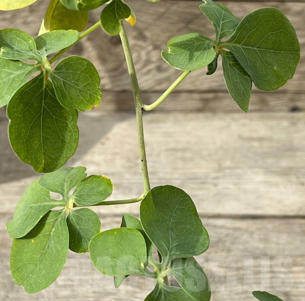 SHPR15249 Adenia glauca - Image 3