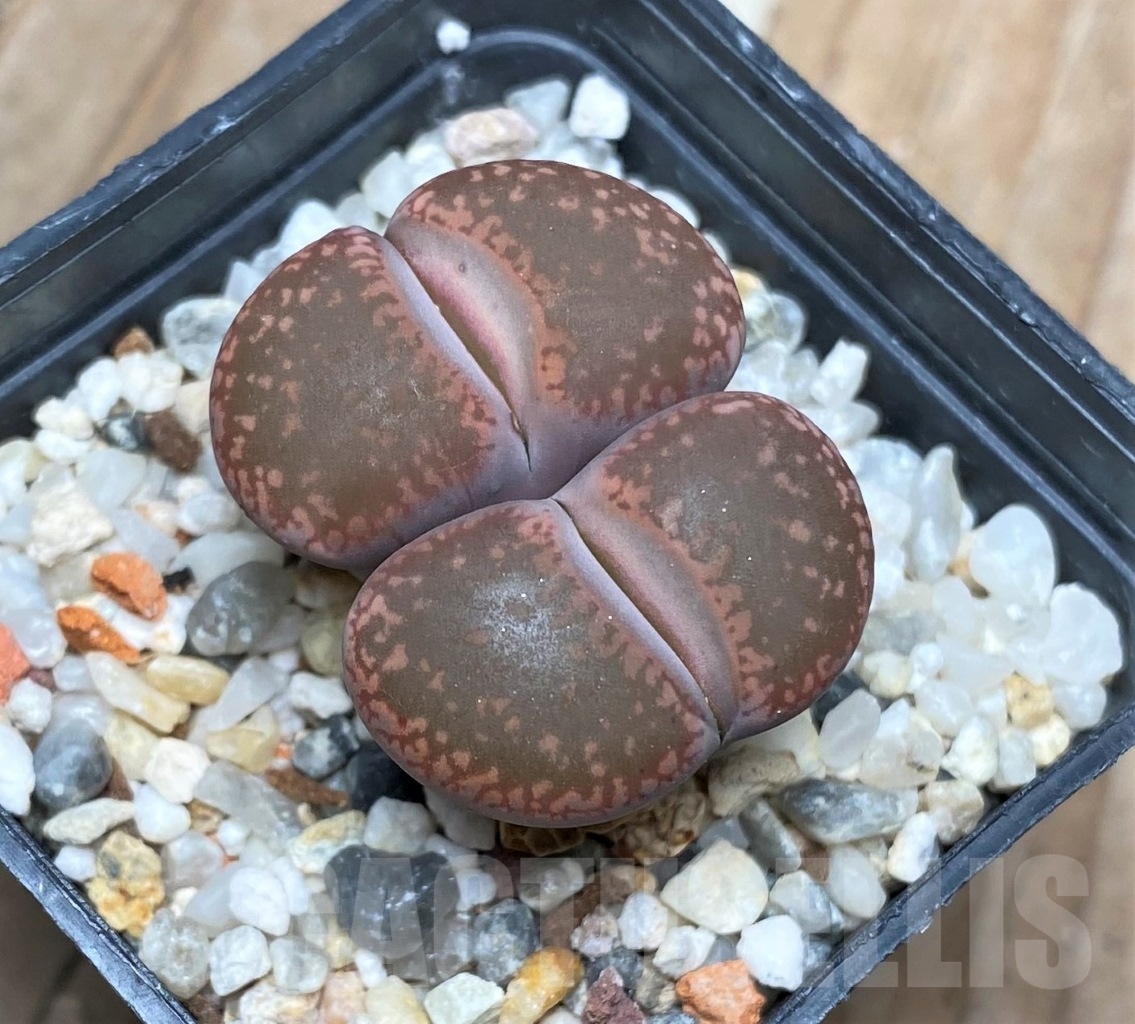 SHPR15147 Lithops aucampiae ‘Rubrobrunneus’