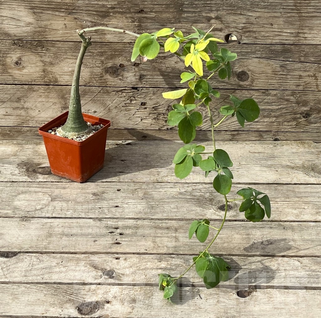 SHPR15249 Adenia glauca