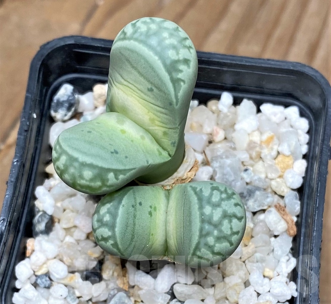 SHPR15148 Lithops marmorata 'Polepsky Smaragd'
