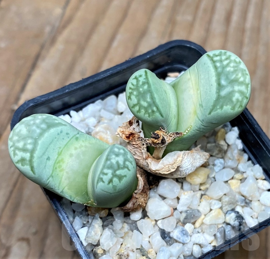 SHPR15149 Lithops marmorata 'Polepsky Smaragd' - Image 2