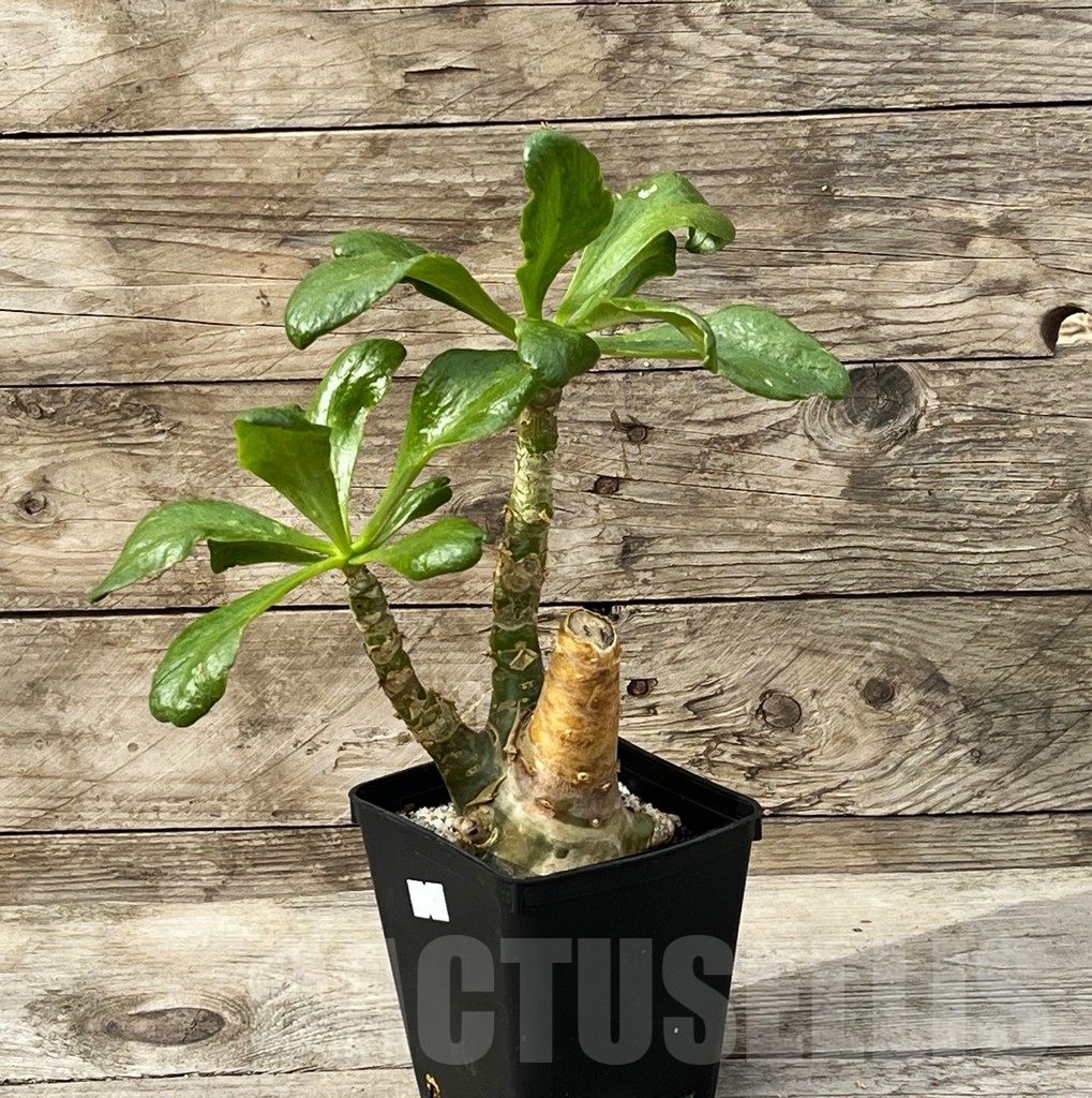 SHPR15250 Tylecodon paniculatus