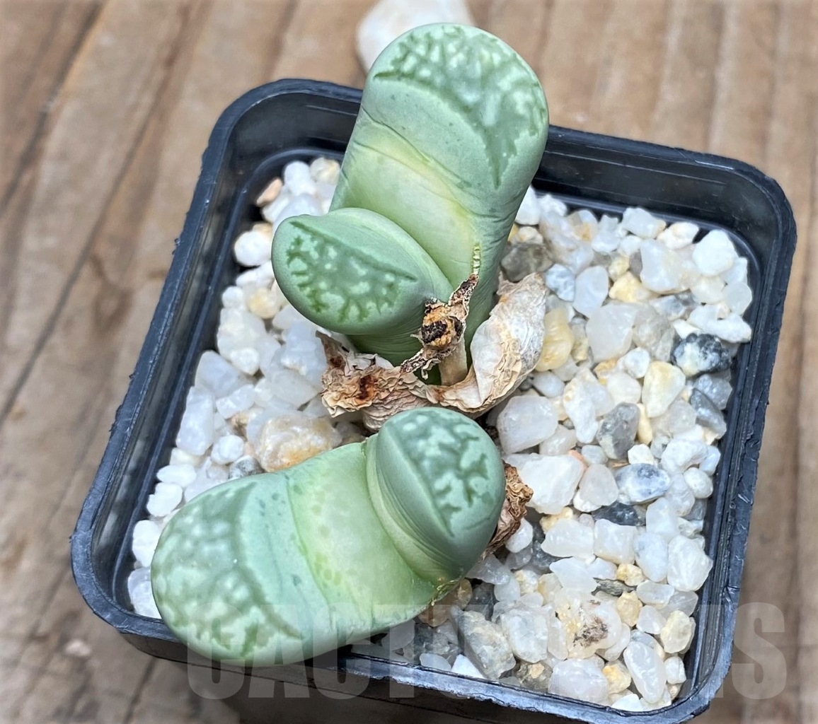 SHPR15149 Lithops marmorata 'Polepsky Smaragd'