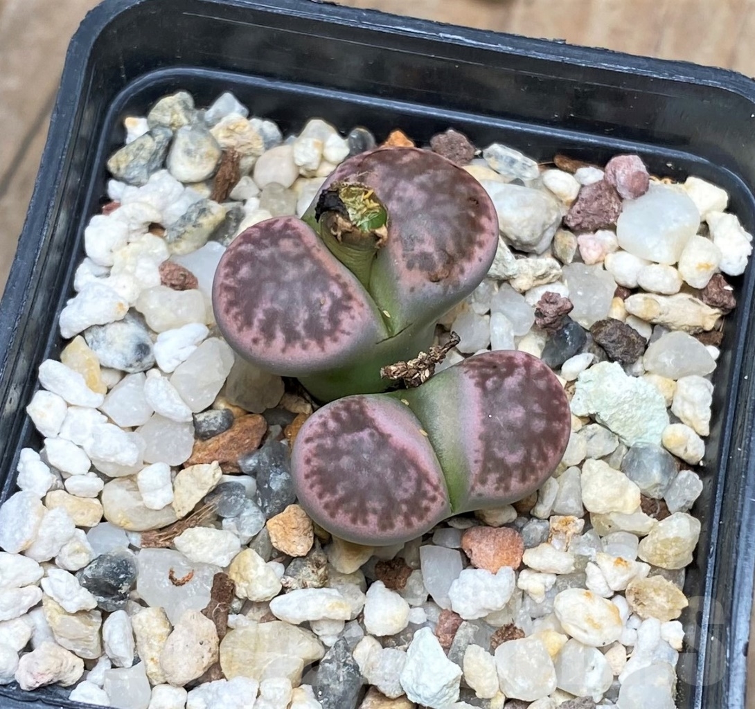 SHPR15150 Lithops gesinae, pink form