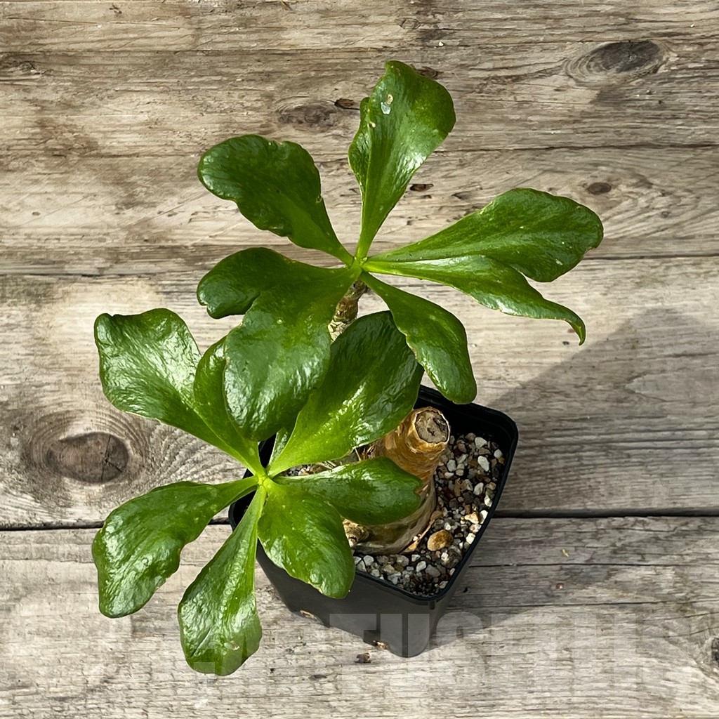 SHPR15250 Tylecodon paniculatus - immagine 2