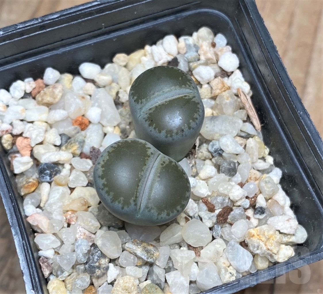 SHPR15151 Lithops lesliei v. venteri F 123 D -Warrenton-