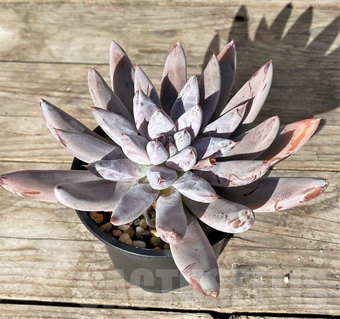 SHPR15155 Echeveria tolimanensis