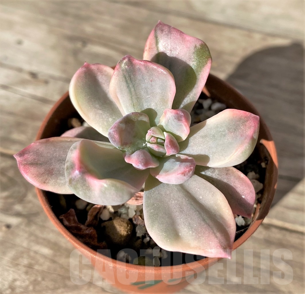 SHPR15158 Graptoveria 'Mrs. Richards'