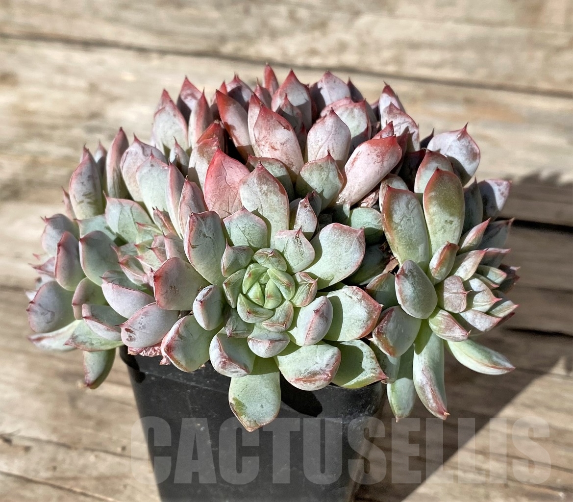 SHPR15159 Echeveria hybrid, multi-heads