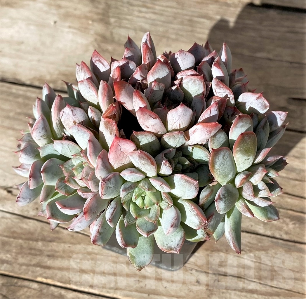 SHPR15159 Echeveria hybrid, multi-heads - immagine 2