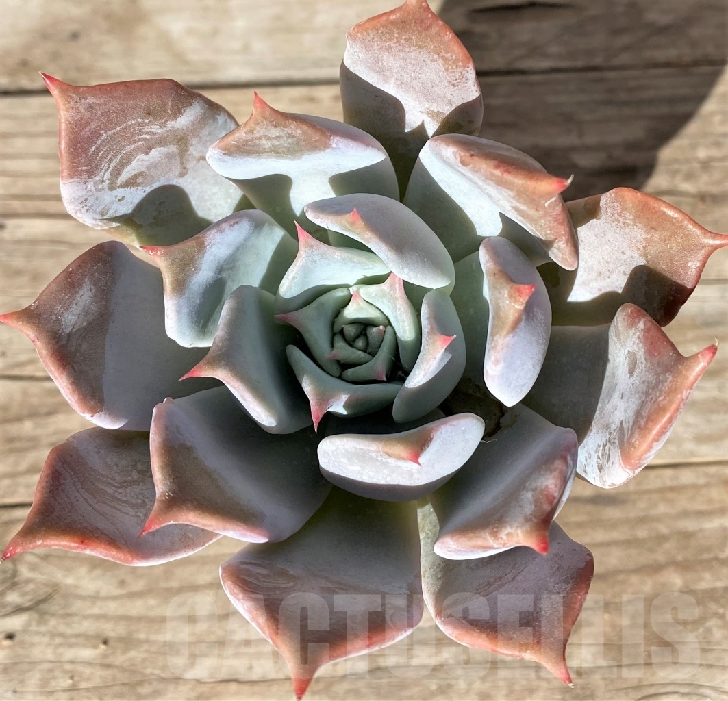 SHPR15161 Echeveria hybrid