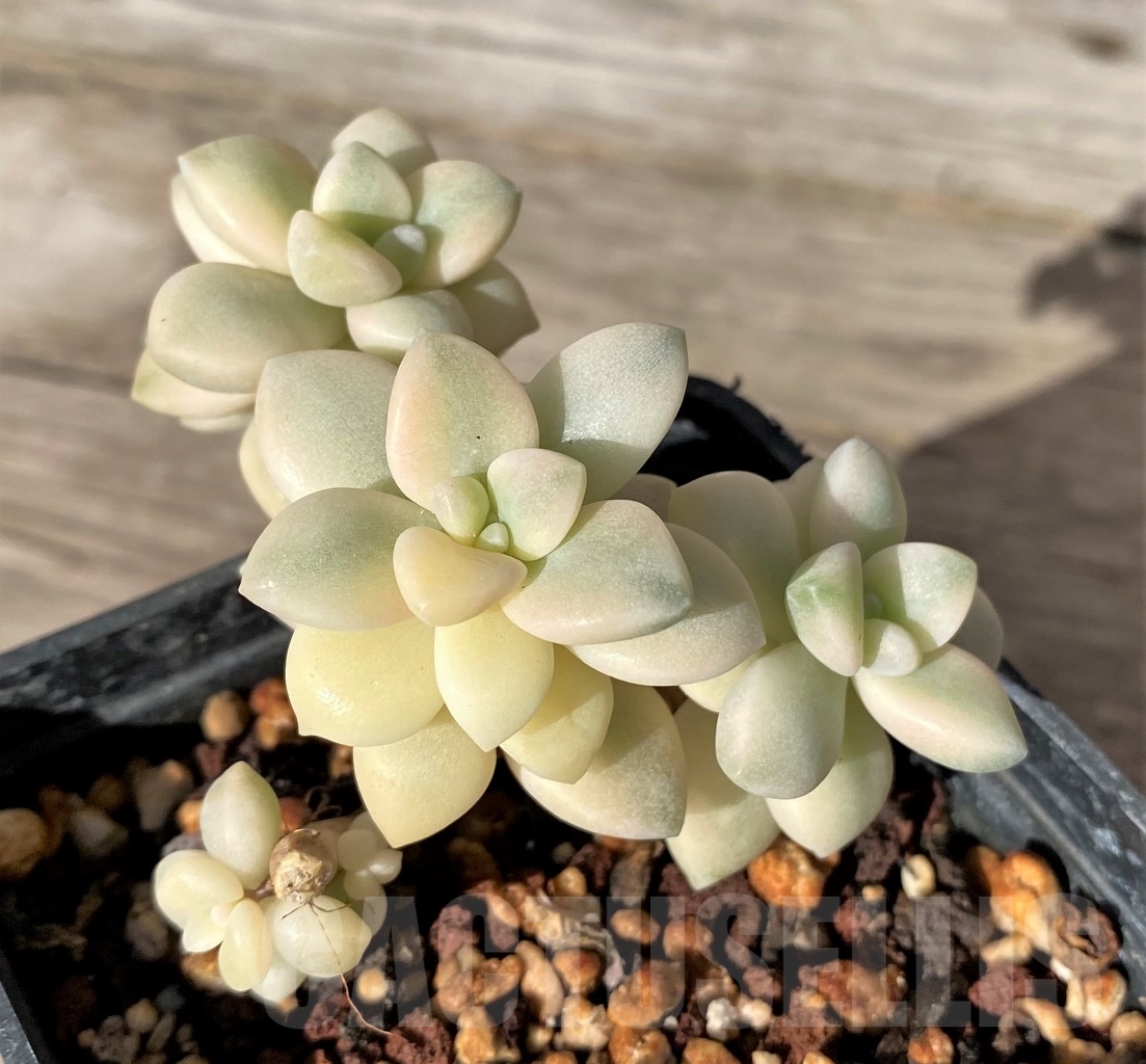 SHPR15163 Graptopetalum apricot f. variegated