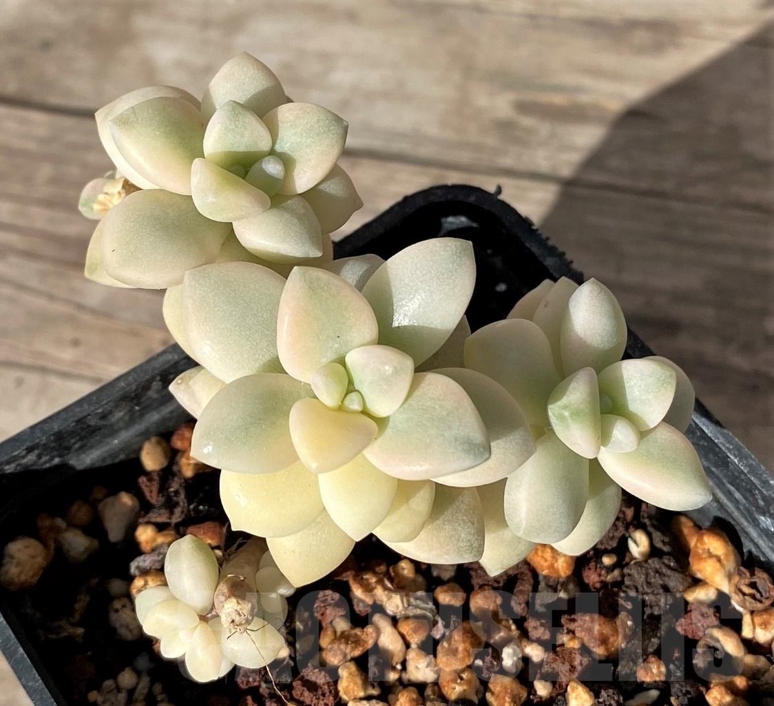 SHPR15163 Graptopetalum apricot f. variegated - Image 2