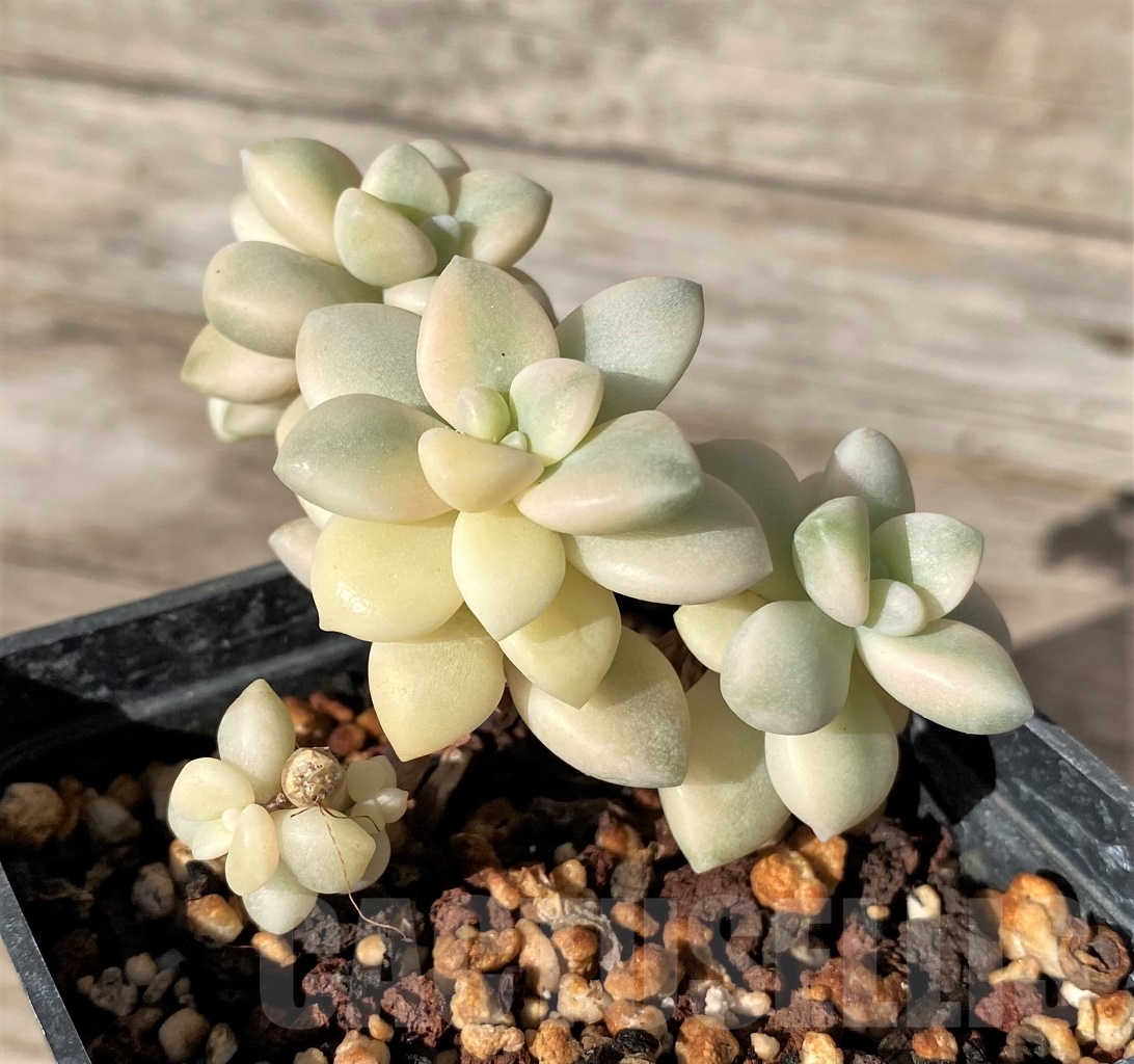 SHPR15163 Graptopetalum apricot f. variegated - Image 3