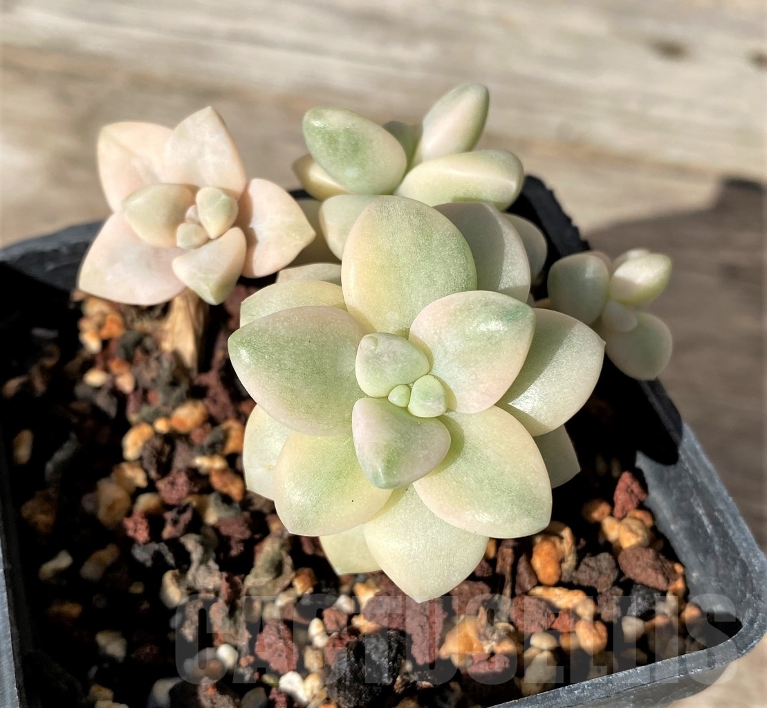 SHPR15164 Graptopetalum apricot f. variegated