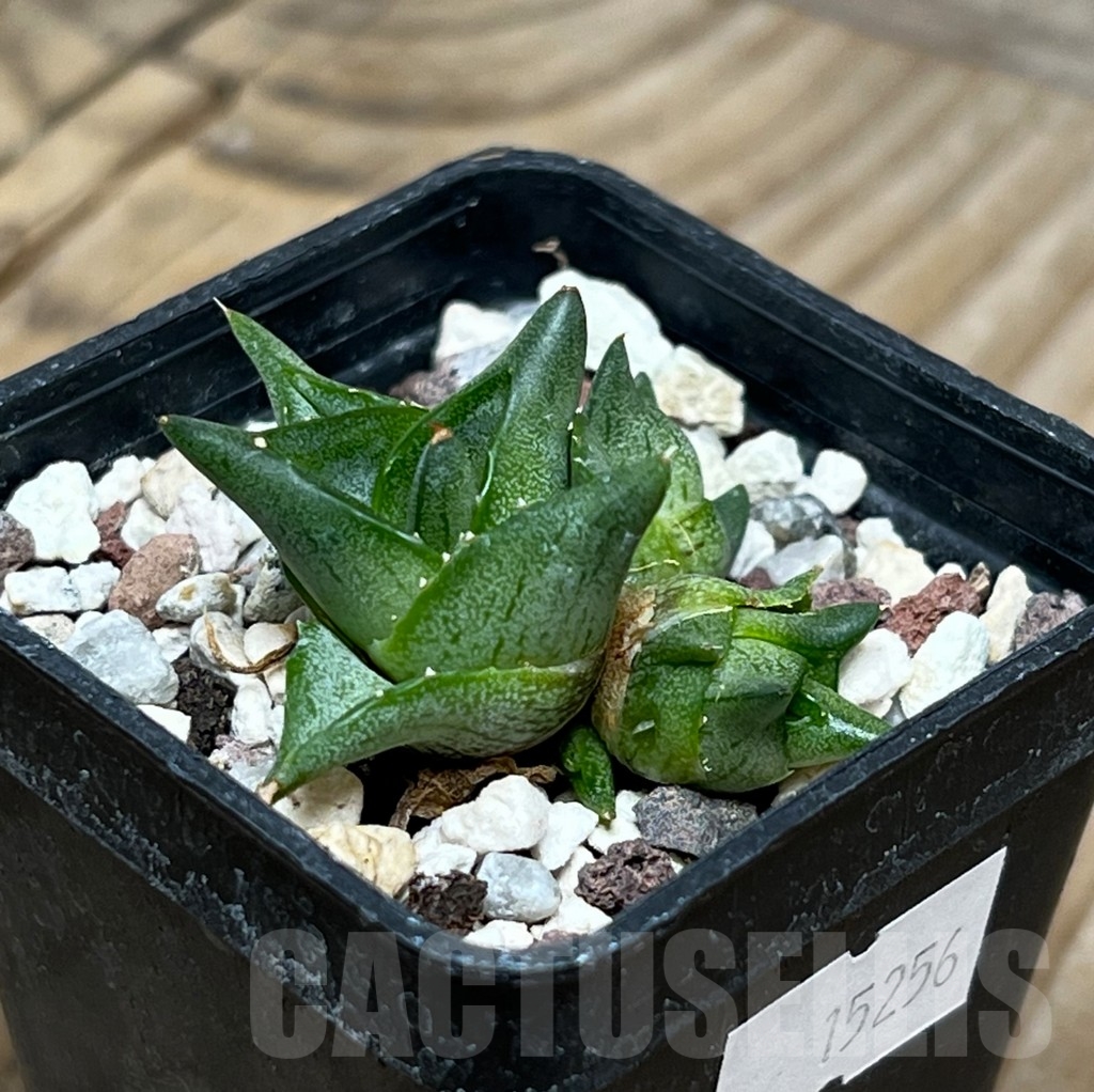 SHPR15256 Agave pumila 'Clusterfest'