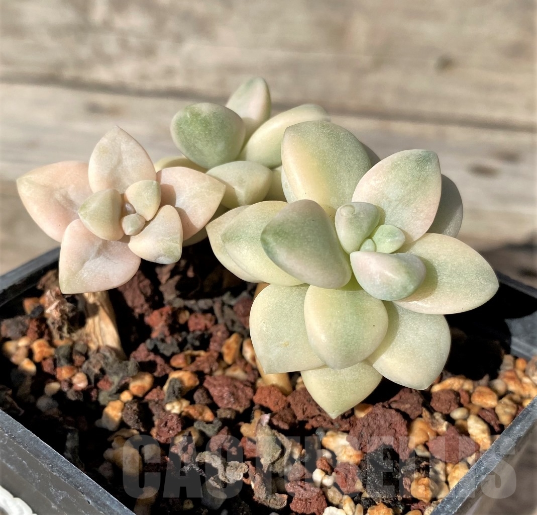 SHPR15164 Graptopetalum apricot f. variegated – Bild 2