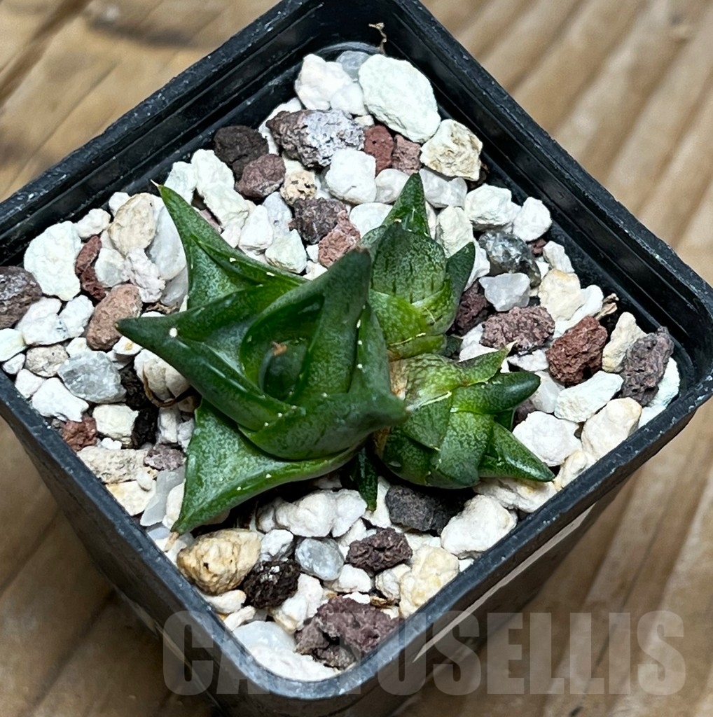 SHPR15256 Agave pumila 'Clusterfest' - Image 2