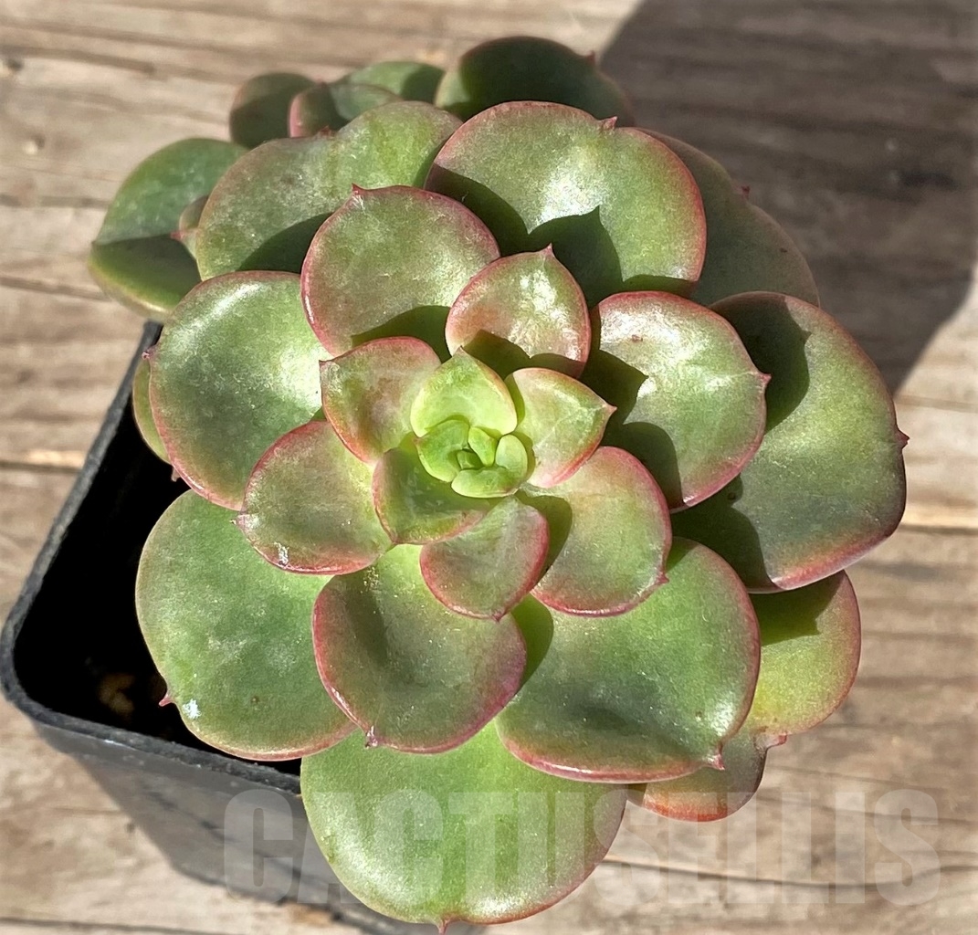 SHPR15166 Echeveria 'Noble'