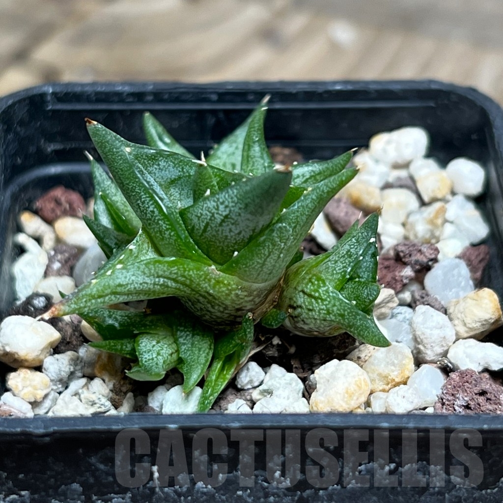 SHPR15258 Agave pumila 'Clusterfest'