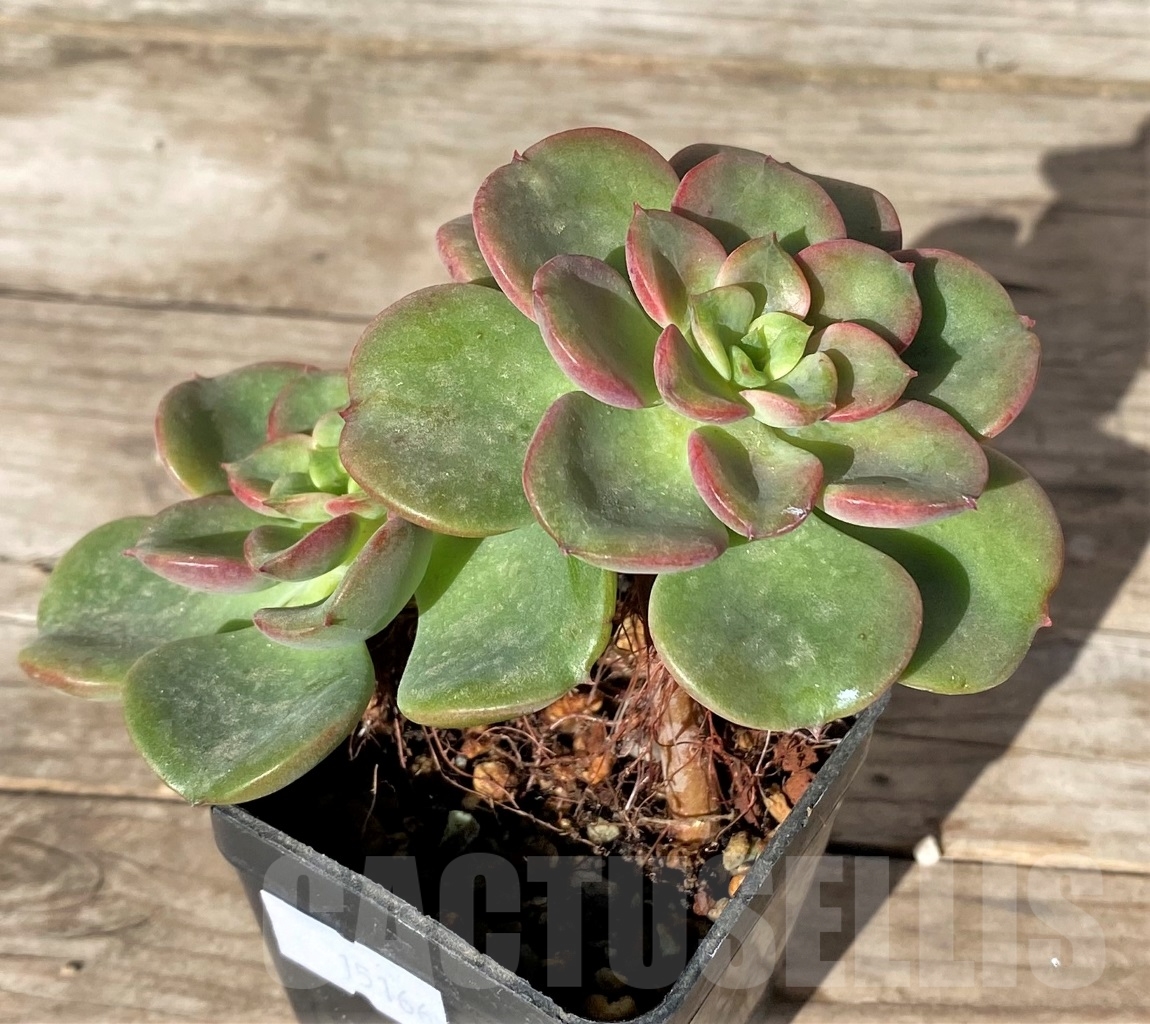 SHPR15166 Echeveria 'Noble' – Bild 2