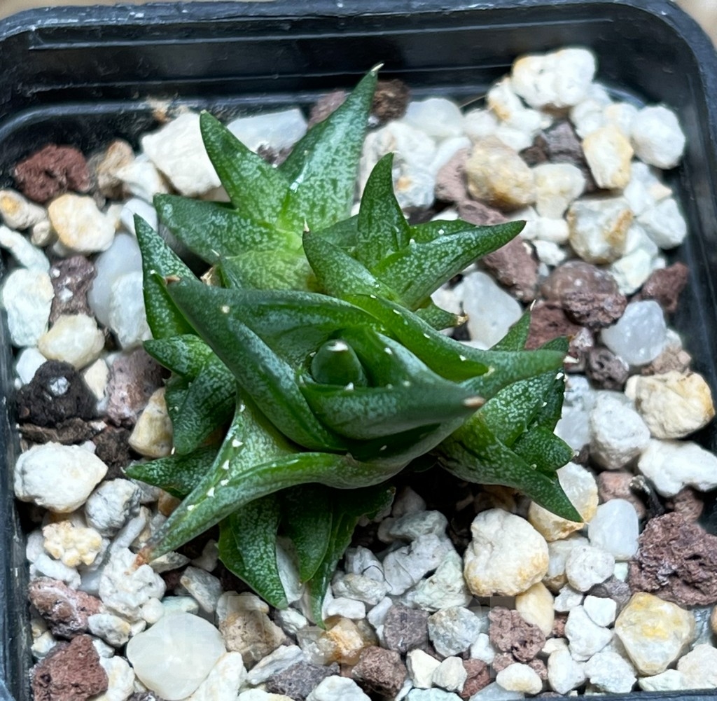 SHPR15258 Agave pumila 'Clusterfest' - Image 2